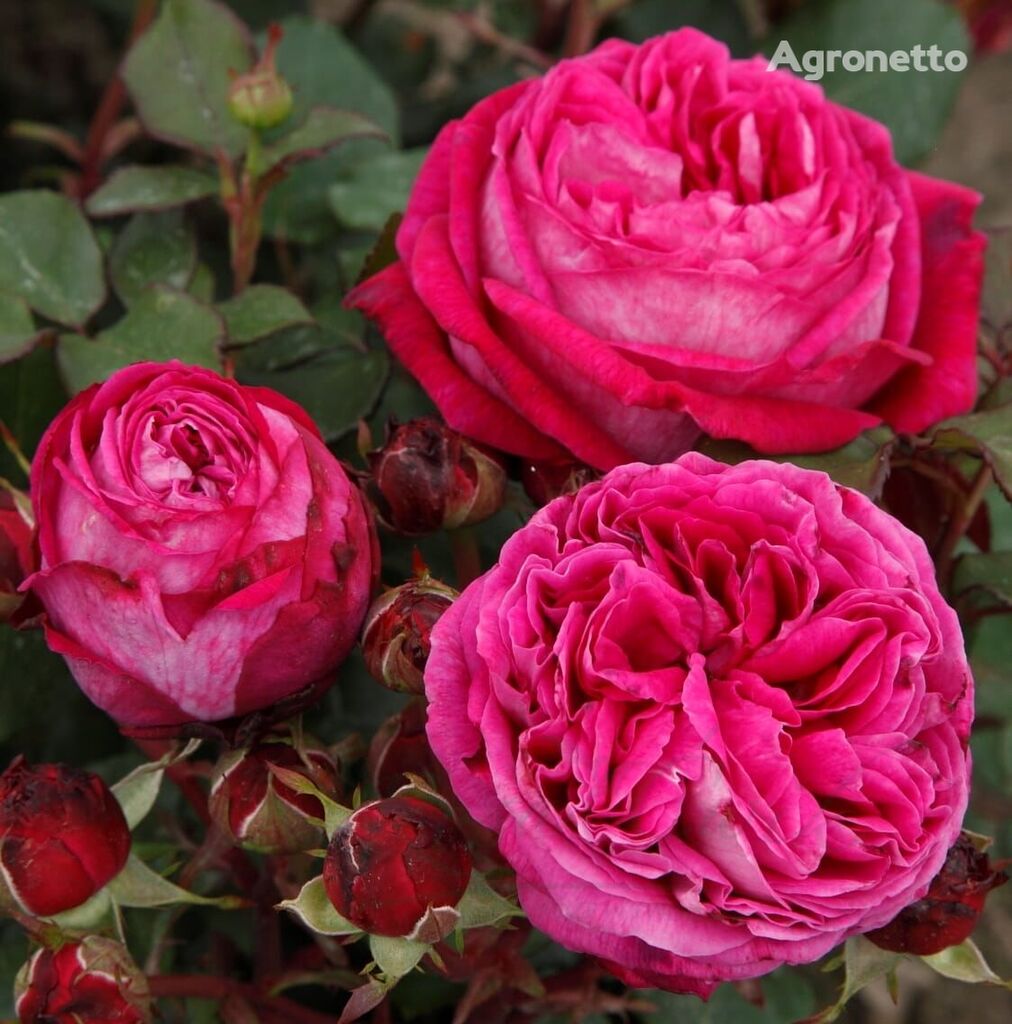 цветен расад Róża Freifrau Caroline® (Baronowa Karolina)