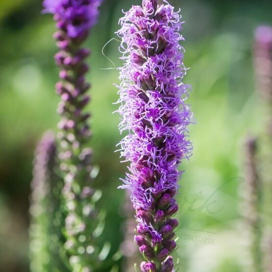 цветен расад liatra kłosowa Liatris spicata " Floristan Violet "