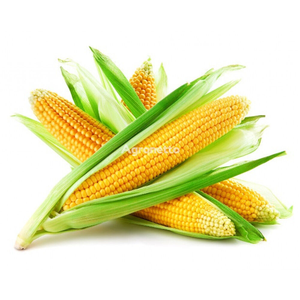Семиња од пченка Жетон 265 МВ, ФАО 260