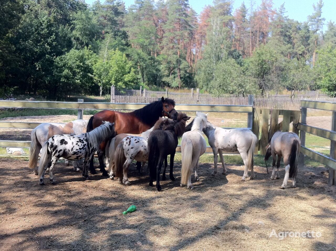 Чистокрвни коњчиња Пони Фарм Раид Киев