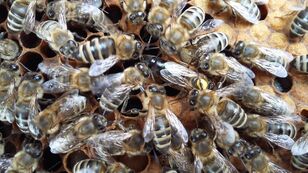 Ќе продавам плодни обележани пчелни кралици од расата Карпати 2024 година